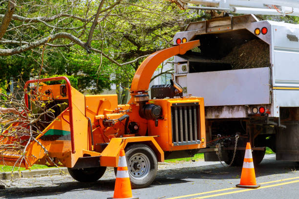 Best Tree Removal for Businesses  in Tano Road, NM